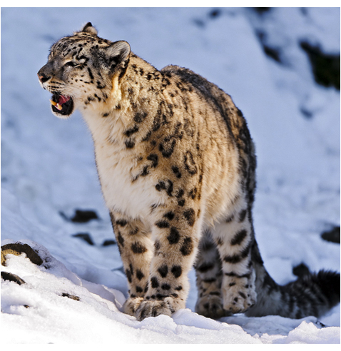 LR_Altay_Bars_10_.jpg LR_Altay_Bars_10_.jpg
