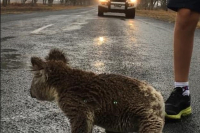 Дайте воды: обгорелые коалы выходят на дороги